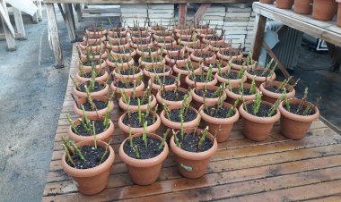 İPEKYOLUNDA PARK VE BAHÇELER KIŞA HAZIRLANIYOR