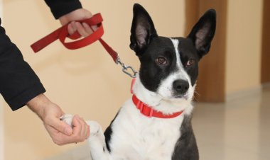 VAN BÜYÜKŞEHİR BELEDİYESİ YASAK IRKLARI ÜCRETSİZ KISIRLAŞTIRILIYOR