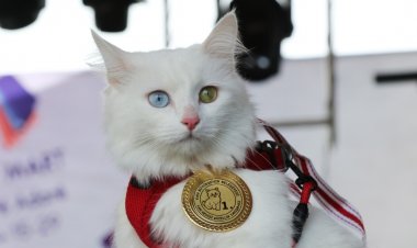 VAN'IN EN GÜZEL KEDİSİ SEÇİLDİ!