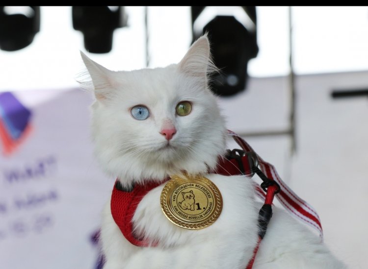 VAN'IN EN GÜZEL KEDİSİ SEÇİLDİ!