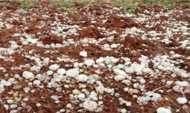 DOLU FISTIĞI VE BADEMİ VURDU