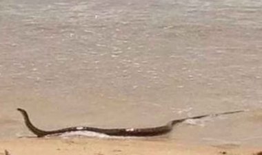 VAN GÖLÜ'NDE YILAN KABUSU!