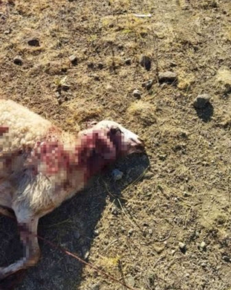 AÇ KURTLAR  SÜRÜYE DALDI: 28 KOYUNU TELEF ETTİ!