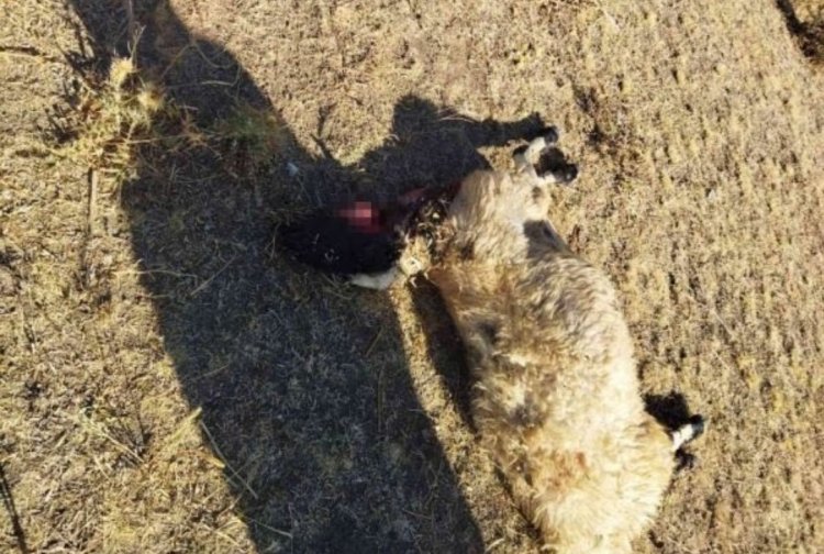 AÇ KURTLAR  SÜRÜYE DALDI: 28 KOYUNU TELEF ETTİ!