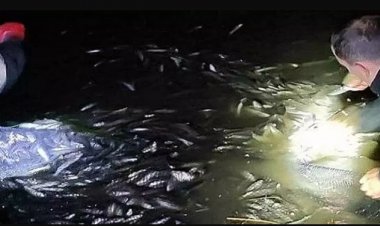 VAN'DA YARIM TON CANLI İNCİ KEFALİ TEKRAR SUYA BIRAKILDI!