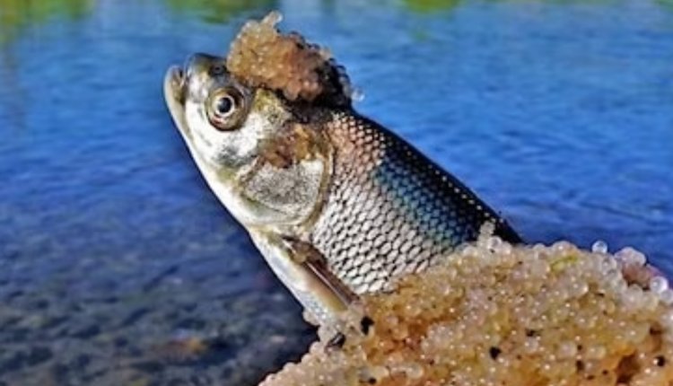 VAN'IN MEŞHUR BALIĞI İNCİ KEFALİ YUMURTALARINI BIRAKMAYA DEVAM EDİYOR!