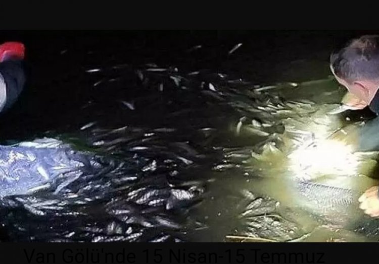 VAN'DA YARIM TON CANLI İNCİ KEFALİ TEKRAR SUYA BIRAKILDI!