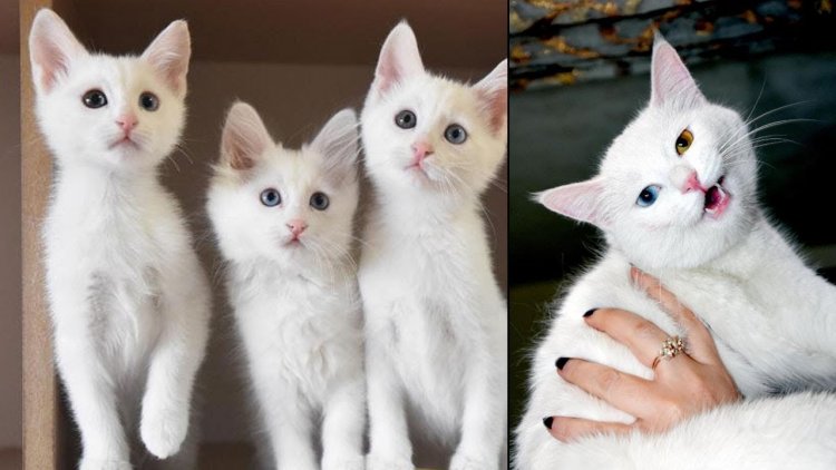 VAN'IN TURİSTİK SEMBOLÜ VAN KEDİSİ SEÇİLDİ!