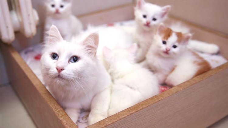 VAN'IN TURİSTİK SEMBOLÜ VAN KEDİSİ SEÇİLDİ!