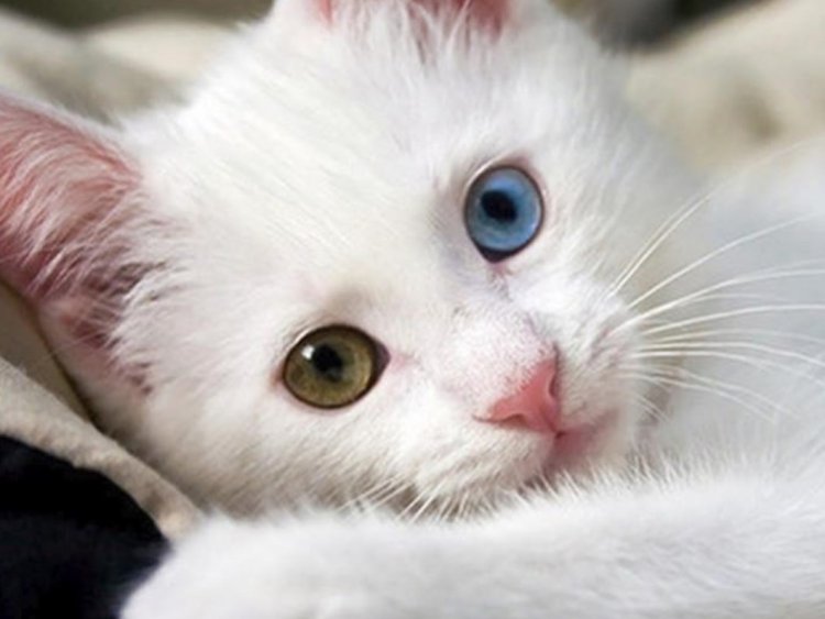 VAN'IN TURİSTİK SEMBOLÜ VAN KEDİSİ SEÇİLDİ!