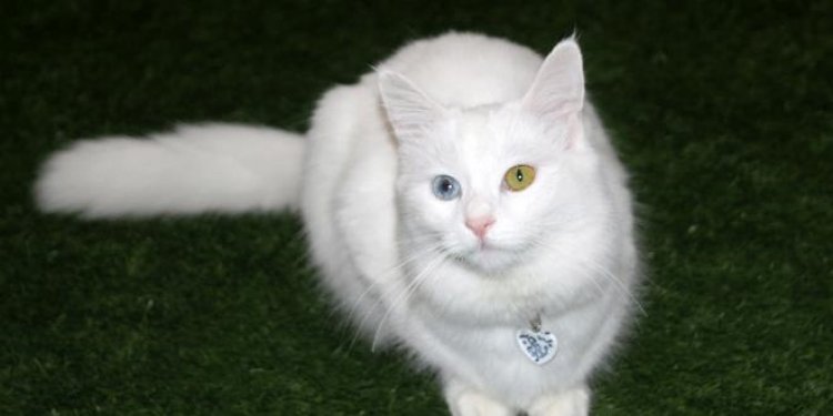 VAN'IN TURİSTİK SEMBOLÜ VAN KEDİSİ SEÇİLDİ!