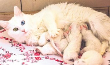 VAN KEDİSİ NESLİNİN DEVAMI İÇİN SAYILARI ARTIRILIYOR!