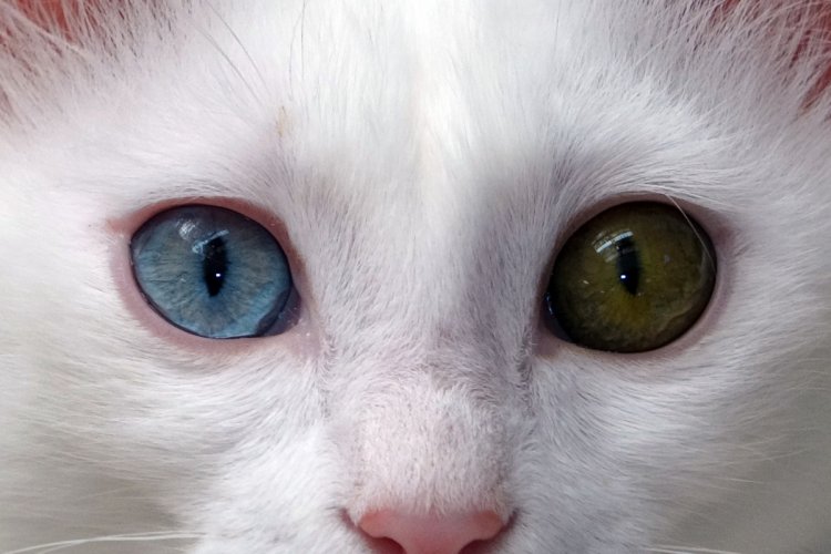 VAN KEDİSİ NESLİNİN DEVAMI İÇİN SAYILARI ARTIRILIYOR!