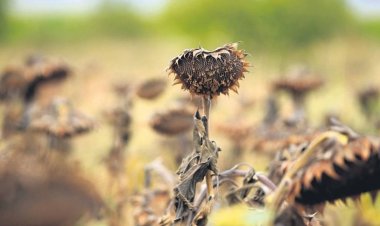 TRAKYALI ÇİFTÇİLER PERİŞAN: AYÇİÇEĞİNİ KURAKLIK VURDU!
