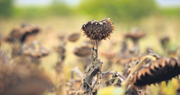 TRAKYALI ÇİFTÇİLER PERİŞAN: AYÇİÇEĞİNİ KURAKLIK VURDU!
