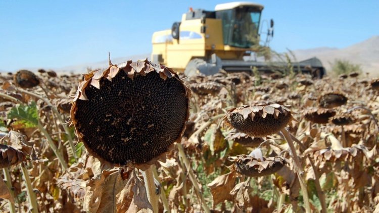 TRAKYALI ÇİFTÇİLER PERİŞAN: AYÇİÇEĞİNİ KURAKLIK VURDU!