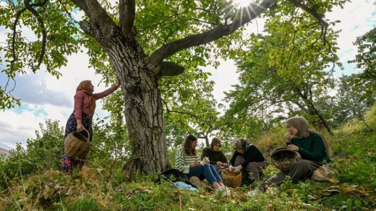 GEVAŞLI KADINLAR TOPLADIKLARI CEVİZLERİ YURDUN DÖRT BİR YANINA GÖNDERİYOR