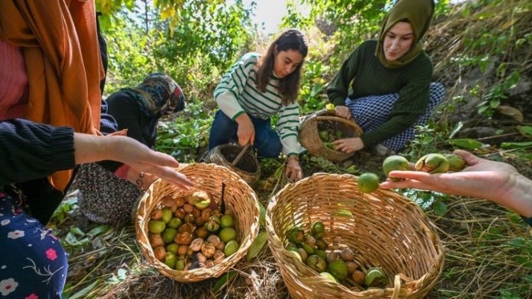 GEVAŞLI KADINLAR TOPLADIKLARI CEVİZLERİ YURDUN DÖRT BİR YANINA GÖNDERİYOR