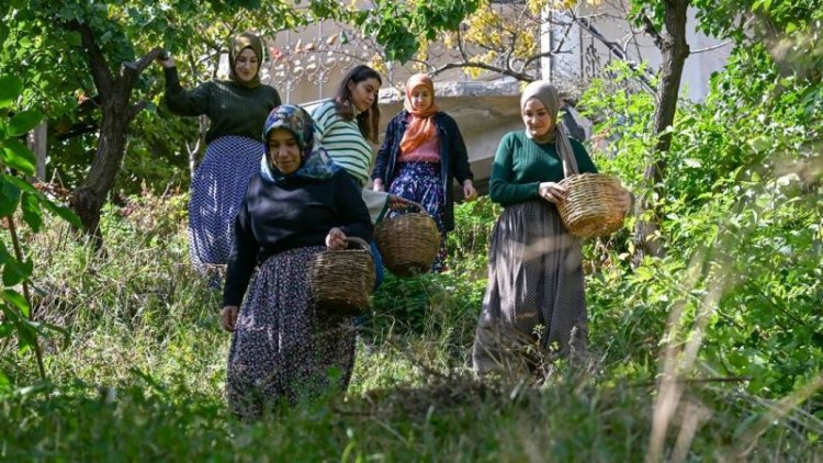 GEVAŞLI KADINLAR TOPLADIKLARI CEVİZLERİ YURDUN DÖRT BİR YANINA GÖNDERİYOR