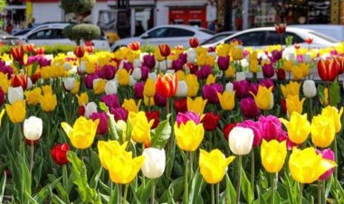 VAN'DA DİKİLEN LALE VE SÜMBÜLLER ÇİÇEK AÇTI!