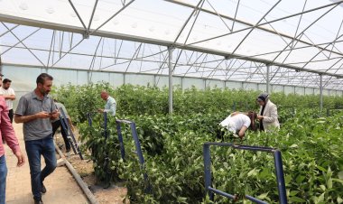 EDREMİT SERALARINDA ÜRETİM DEVAM EDİYOR!