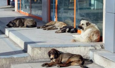 SOKAK KÖPEKLERİ DÜZENLEMESİ BUGÜN KOMİSYONDA GÖRÜŞÜLÜYOR!
