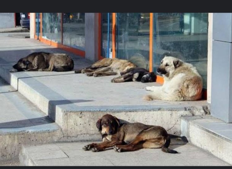 SOKAK KÖPEKLERİ DÜZENLEMESİ BUGÜN KOMİSYONDA GÖRÜŞÜLÜYOR!