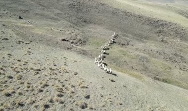 VAN'DA KAYBOLAN KOYUNLAR ÖĞRETMENİN DRONE YARDIMIYLA BULUNDU