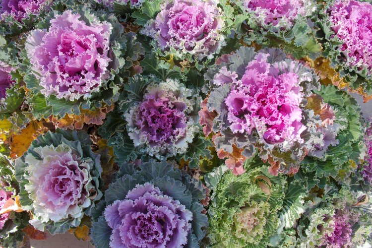 İLKBAHARDA VAN'IN CADDE VE SOKAKLARI SÜS LAHANASI İLE SÜSLENECEK?