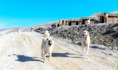 Van'da Sahipsiz Hayvanlar İçin 256000 M²'lik Yaşam Alanı