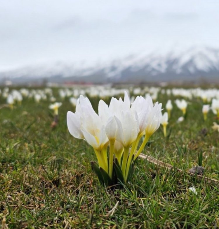 Baharın Müjdecisi Kardelenler Toprakla Buluştu