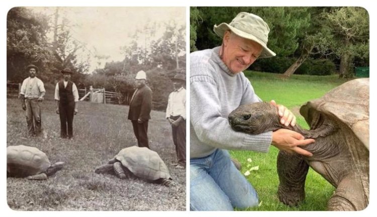 Dünyanın En Yaşlı Kara Hayvanı Jonathan 193 Yaşında Hayatını Kaybetti