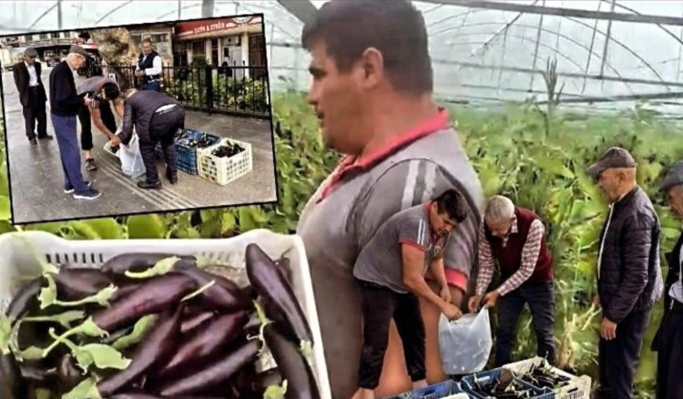 Antalya’da Çiftçi Maliyetleri Kurtarmayınca, Tonlarca Patlıcan Ücretsiz Dağıtıldı