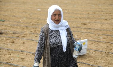 Başkale’de Kadın Emeği: 5 Dönüme 7 Bin Lahana Fidesi Dikildi